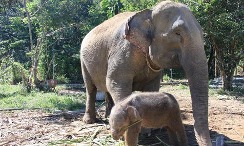 Baby Sumatran elephant with her mother - Global Times