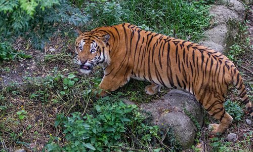 Int'l Tiger Day celebrated in Nepal - Global Times