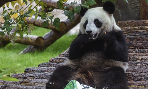 Moscow Zoo celebrates birthday for giant pandas Ding Ding, Ru Yi ...