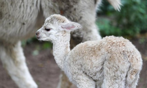 Animals seen at Pairi Daiza zoo in Brugelette, Belgium - Global Times