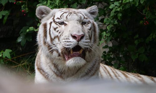 Animals seen at Pairi Daiza zoo in Brugelette, Belgium - Global Times