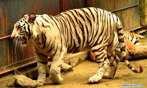 White albino Bengal tiger seen in Chittagong, Bangladesh - Global Times