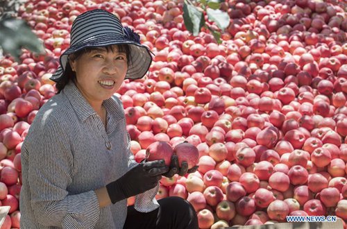 Luochuan: major apple base in China - Global Times