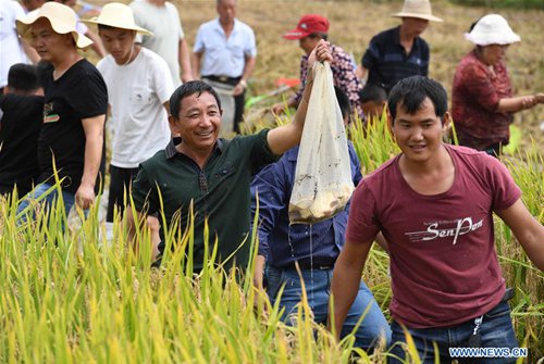 People celebrate harvest in China's Yunnan - Global Times