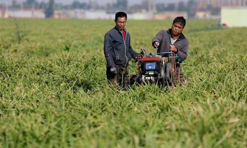 Ginger harvested in Zhaoxian County, China's Hebei - Global Times