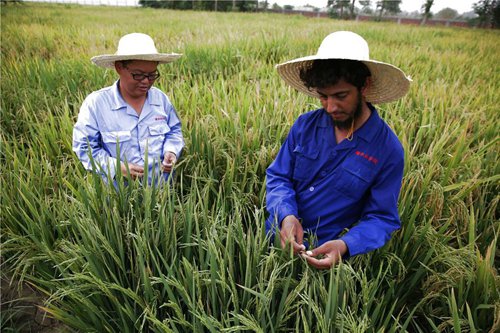 China's food self-sufficiency a blessing to world - Global Times