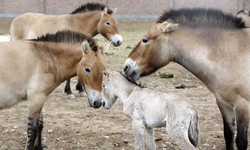 47 rare wild horses born in China's Xinjiang - Global Times