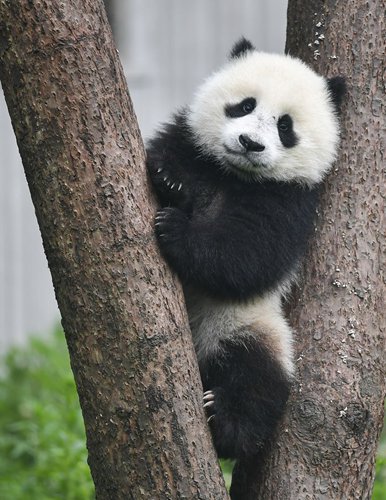 Number of captive pandas increases to 600 globally - Global Times