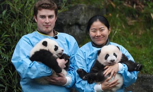 Giant panda twins of 'Bao Mei', 'Bao Di' at Pairi Daiza zoo in Belgium ...