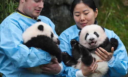 Giant panda twins of 'Bao Mei', 'Bao Di' at Pairi Daiza zoo in Belgium ...