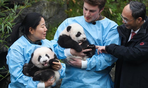 Giant panda twins of 'Bao Mei', 'Bao Di' at Pairi Daiza zoo in Belgium ...