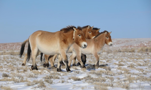 Intelligent device helps monitor Przewalski's horses' activities in ...