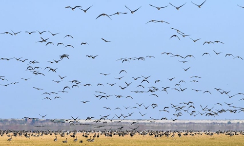 Over 280,000 migratory birds spend winter at China's largest freshwater ...