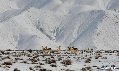 Wild animals forage at Haltent Grassland in NW China's Gansu - Global Times