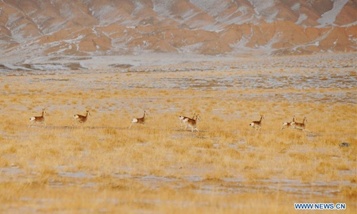 Wild animals forage at Haltent Grassland in NW China's Gansu - Global Times