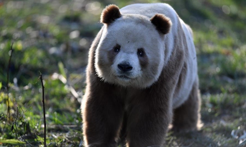 Rare brown and white giant panda Qizai seen at Qinling research base in ...