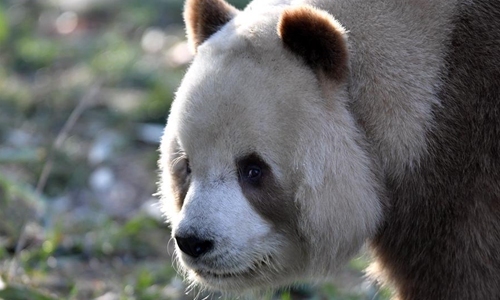 Rare brown and white giant panda Qizai seen at Qinling research base in ...