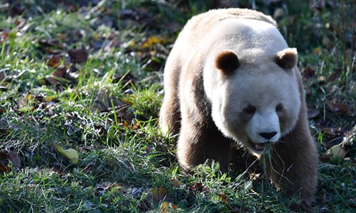 Rare brown and white giant panda Qizai seen at Qinling research base in ...