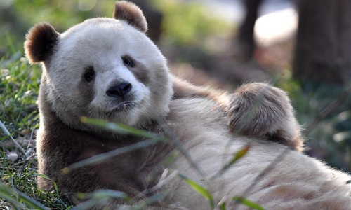 Rare brown and white giant panda Qizai seen at Qinling research base in ...