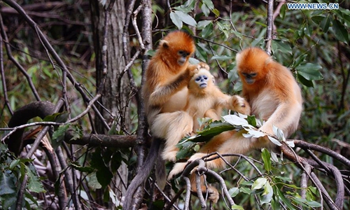 Qinling Mountains: home to a huge variety of plants and wild animals in ...