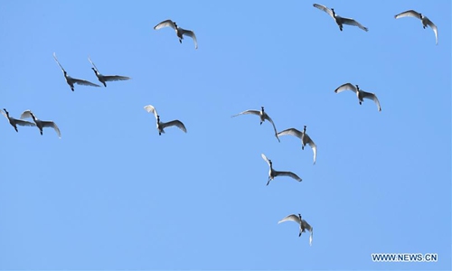 Migratory birds arrive in Hainan to spend winter - Global Times