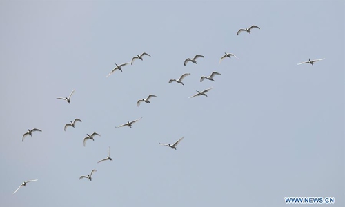 Migratory birds arrive in Hainan to spend winter - Global Times