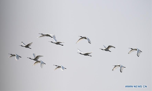 Migratory Birds Arrive In Hainan To Spend Winter - Global Times