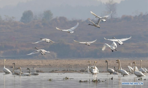 Swans seen over Fuhe River in Nanchang, E China' Jiangxi - Global Times