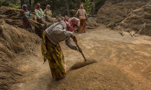 Paddy harvest season in Kolkata, India - Global Times