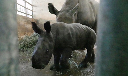 Newly born southern white rhinoceros seen in Singapore Zoo - Global Times