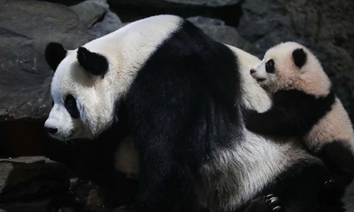 Two giant pandas born in Belgium win 