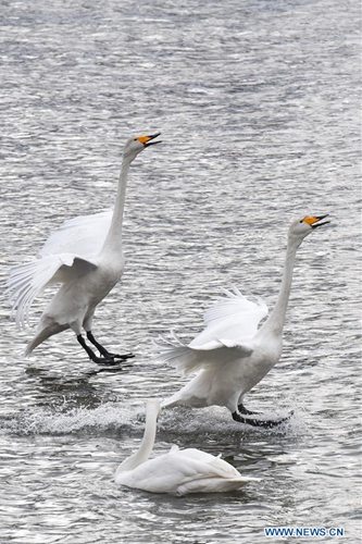 Swans fly to Peacock River in Xinjiang's Korla to live through winter ...