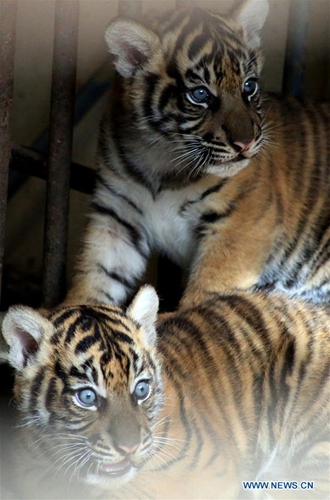 Sumatran tiger cubs in Indonesia - Global Times