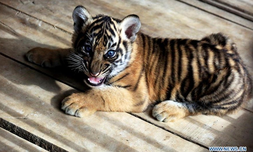 Sumatran tiger cubs in Indonesia - Global Times