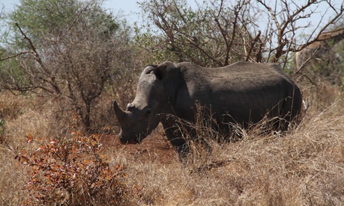 S. Africa sees continued decline in rhino poaching: minister - Global Times