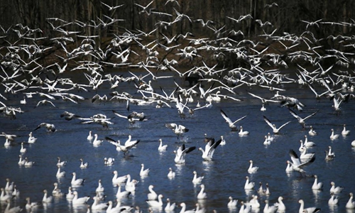 US wildlife habitat sees earlier snow goose migration amid weather ...