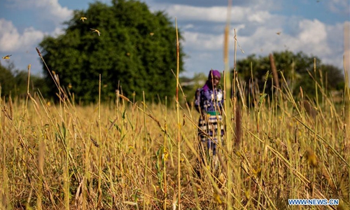 Desert Locust Upsurge In Kitui County, Kenya - Global Times