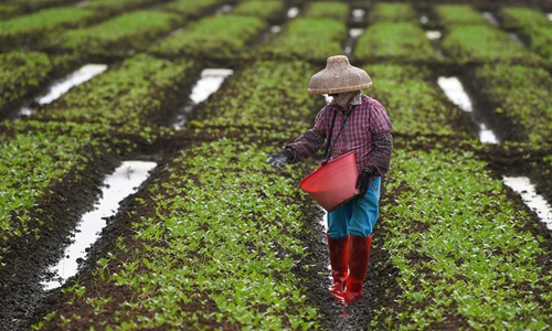 Farmers busy with agricultural production in Haikou - Global Times