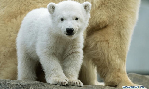 Polar bear baby seen at Schonbrunn Zoo in Vienna - Global Times