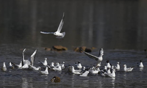 Birds rest in Yellow River in Yongjing, Gansu - Global Times