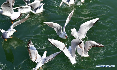 Birds rest in Yellow River in Yongjing, Gansu - Global Times