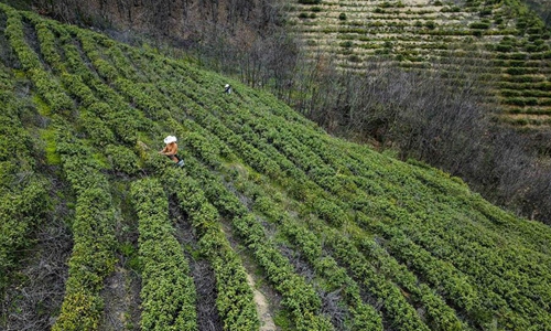 Tea farmers busy picking spring tea leaves in Hubei - Global Times