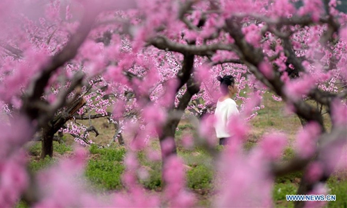 In pics: peach blossoms at peach garden in Xi'an, Shaanxi - Global Times
