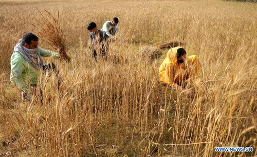 Farmers harvest wheat during lockdown in Indian controlled Kashmir ...