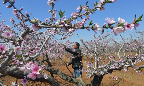Scenery of pear flowers in Hebei - Global Times