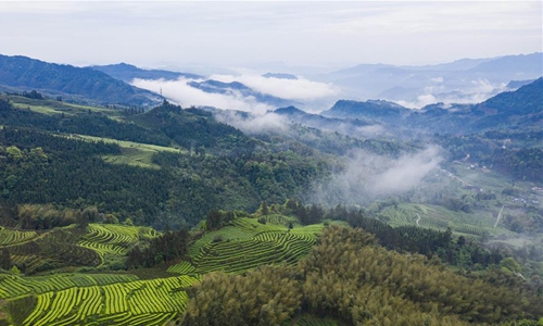 Scenery Of Luming Tea Plantation In Gongxian, Sichuan - Global Times