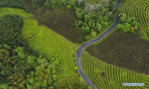 Scenery of Luming tea plantation in Gongxian, Sichuan - Global Times