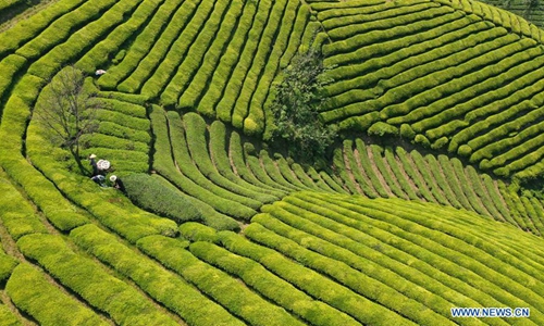 Growers pick tea leaves at tea garden in Enshi, C China - Global Times