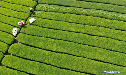 Growers pick tea leaves at tea garden in Enshi, C China - Global Times