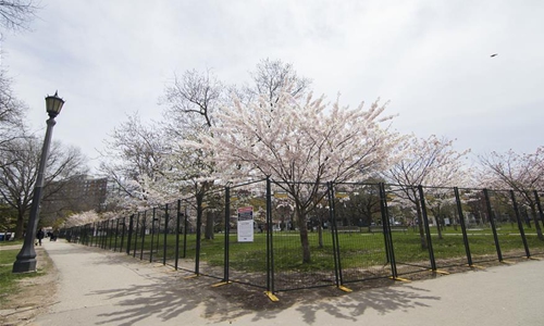 Fenced-off cherry blossoms seen at Trinity Bellwoods Park ...